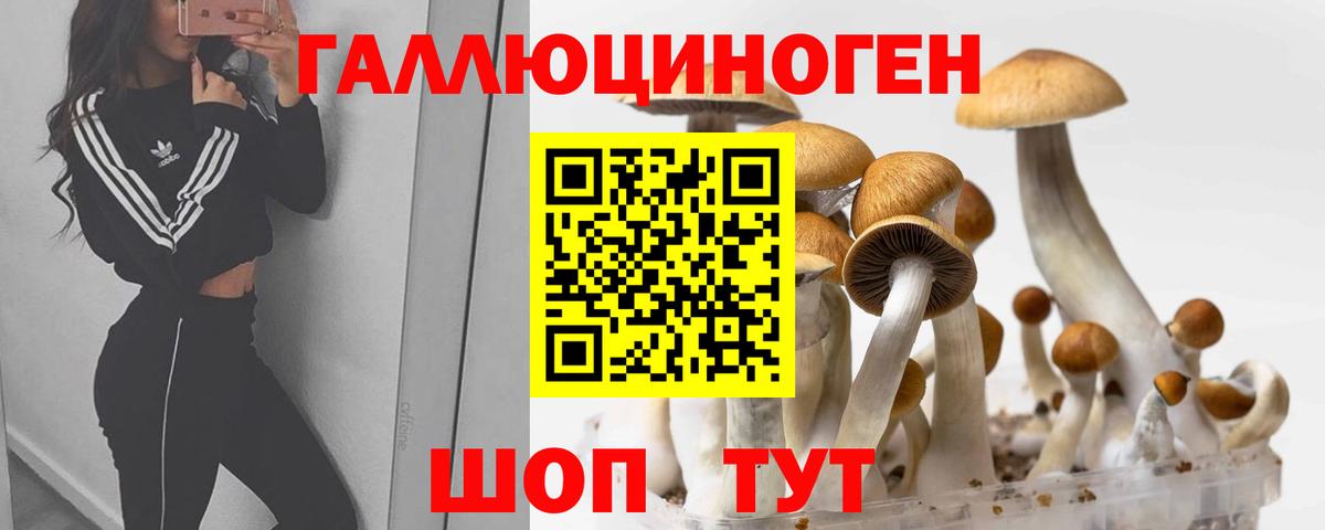 Галлюциногенные грибы Psilocybe Калуга